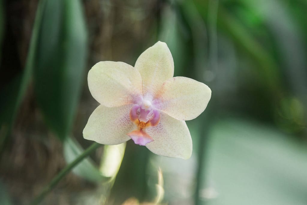 A orchid is a flower local to Key West and the Florida Keys.