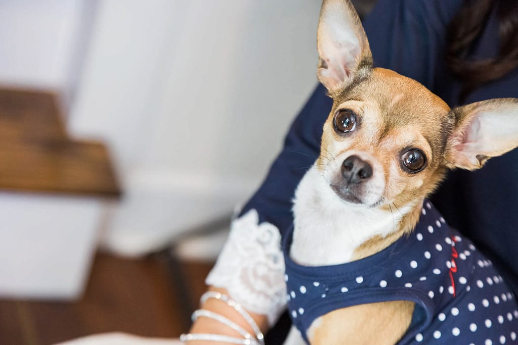 a puppy sits with his mama while she gets ready for her wedding.