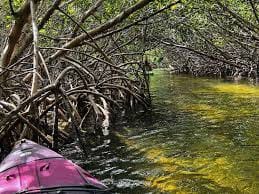 Kayaking through the mangroves