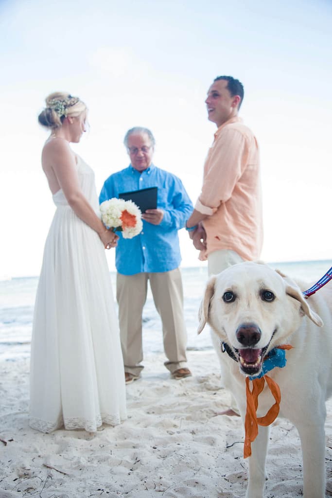 Man's best friend watches his parents get married. 